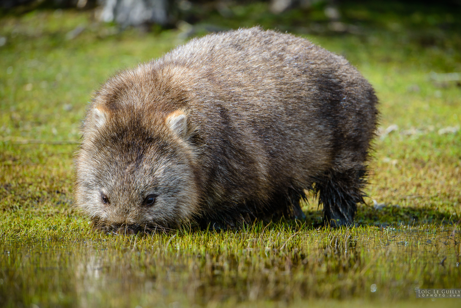 photograph of Wombat eating wet grass